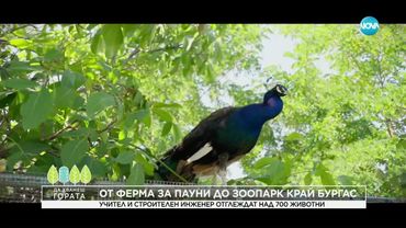 Да хванеш гората (20.07.2025)