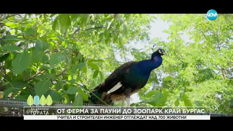 Да хванеш гората (20.07.2025)