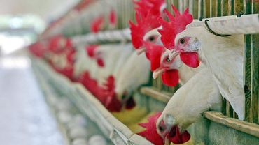 Бразильские фермеры надеются на быструю отмену запрета на экспорт курятины