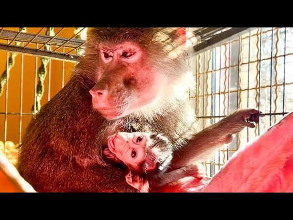 Лида у нас УДИВИТЕЛЬНАЯ! Ну какая еще обезьяна разрешила бы так убрать в вольере!