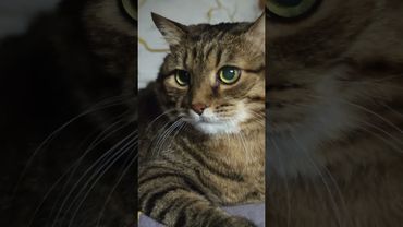 Жизнь не сахар 🙀🤔😉🤣 #cat #кот #юмор #котушка #приколы #цитаты