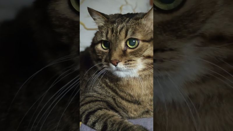 Жизнь не сахар 🙀🤔😉🤣 #cat #кот #юмор #котушка #приколы #цитаты