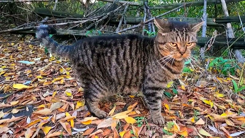 #Славянск. 10 октября 2025г. Вечер. Осенний курорт...