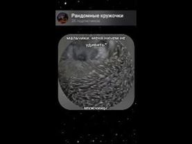 Ёжик #fyp #foryoupage #memes #meme #рандомныекружочки #кружки #кружочки #приколы #юмор #ржака #мемы