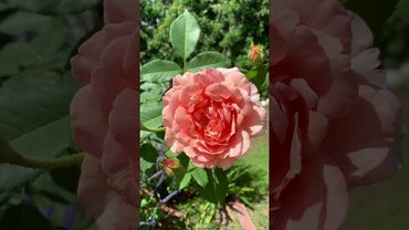 Sonnenwelt Rose: Sunshine in Petal Form. This #rose received numerous awards #gardening #peaceful