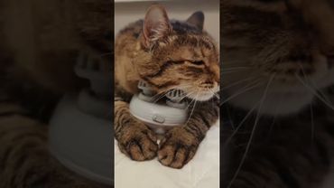 Что? Где? Когда?🦉🤔😻🤣 #cat #кот #юмор #котушка #приколы #смех #котики