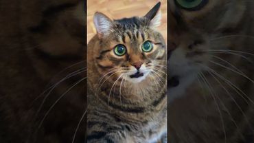 Обидно 🙀🤔😉🤣 #cat #кот #юмор #котушка #приколы #цитаты #смех