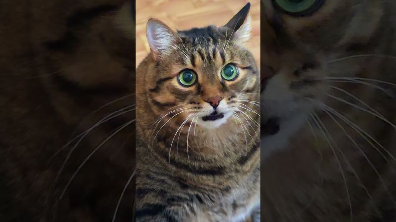 Обидно 🙀🤔😉🤣 #cat #кот #юмор #котушка #приколы #цитаты #смех