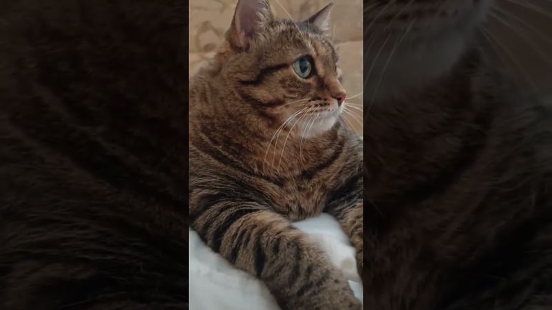 Интересно?🤔🙀😉🤣 #cat #cat #кот #юмор #котушка #приколы #цитаты #смех