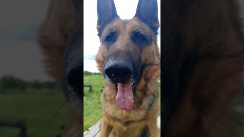 Щёчки то миленькие #весело #funnyvideo #germanshepherd #веселье #смешнаясобака