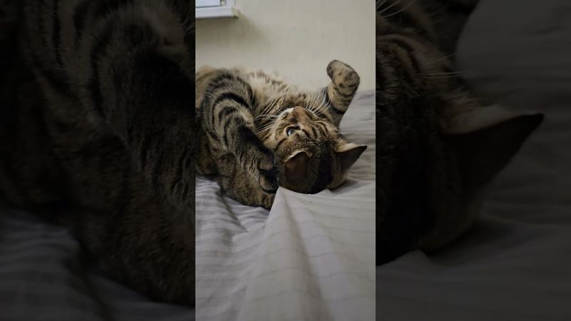 Потому что 🤔😉🙀🤣 #cat #кот #юмор #приколы #котушка #веселыекоты