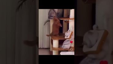 He bit the wrong meat 😂😂😂😂 #viral #funny