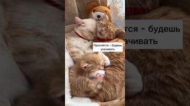 #хорошеенастроение #подписывайтесь #вылучшие #лайк #котики #подпишись #юмор