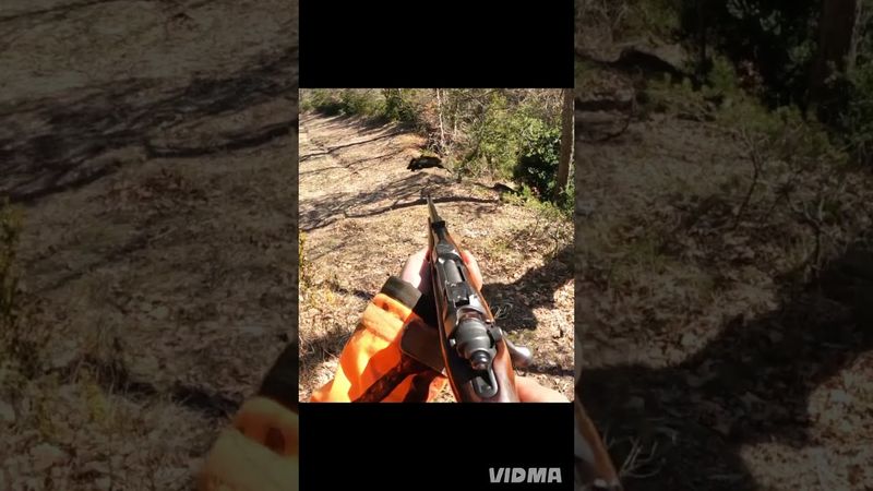 Cacaia al cinghiale in sardegna osilo  wild boar hunting