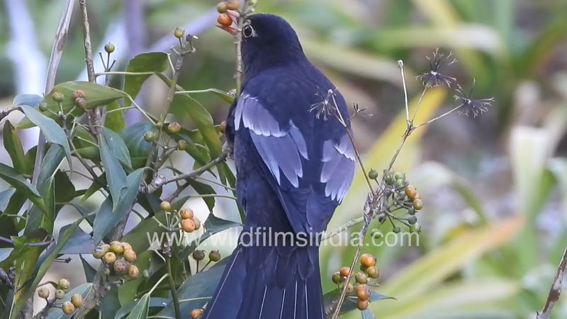 Feeding time for the melodious Grey-winged Blackbird at wildfilmsindia bird sanctuary at Motidhar