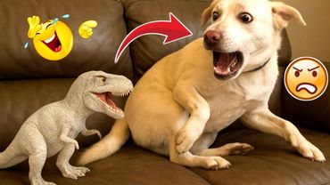 Dog Thinks He’s a Cat… Hilarity Ensues