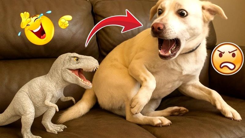 Dog Thinks He’s a Cat… Hilarity Ensues