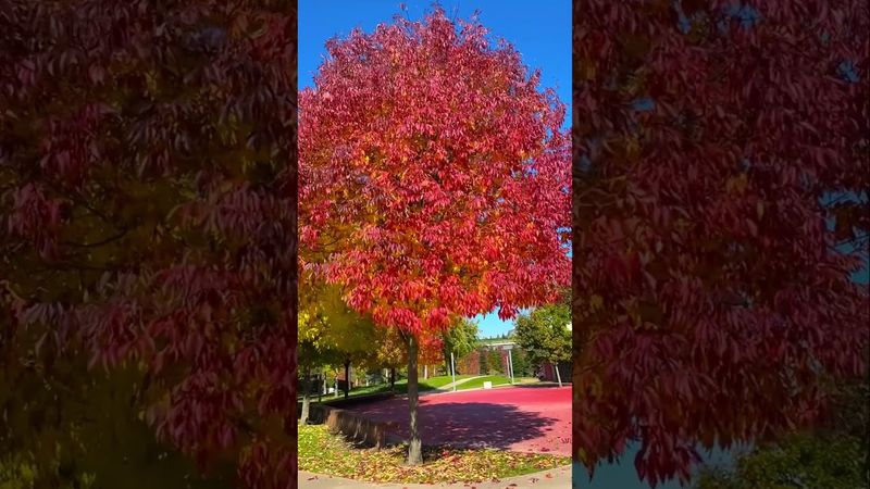 Краснодар, парк Галицкого #travel #travelvlog #nature #путешествия #отдых #turismo #краснодар