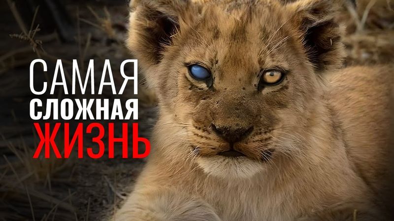 Почему у львов самая жестокая жизнь?