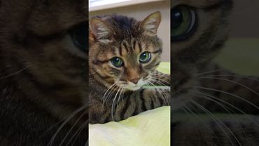 Дурак размножается 🙀😉🤗🤣 #cat #кот #юмор #котушка #приколы #цитаты #пародия