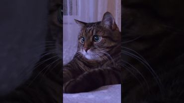 Суббота 🙀🤔😉🤣 #cat #кот #юмор #котушка #приколы #цитаты #позитив