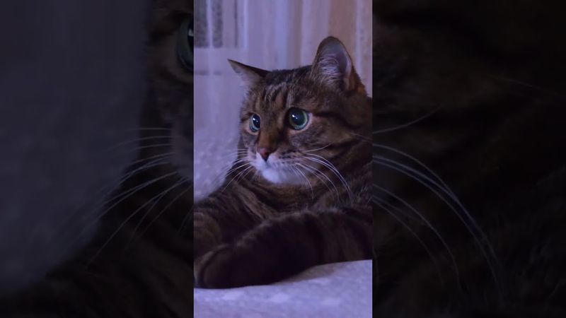 Суббота 🙀🤔😉🤣 #cat #кот #юмор #котушка #приколы #цитаты #позитив