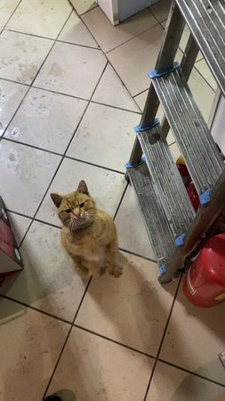 Ще трошки і він говрити з нами буде  #котик #котлован #кіт 