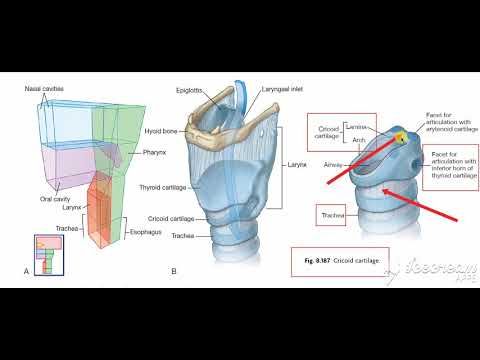 Laryngral cartilages 2