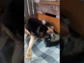 Роды Немецкой овчарки.