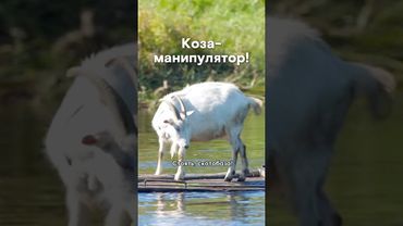 Приключения козы Маринки #shorts #моментыизфильмов