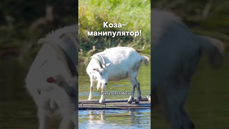 Коза-манипулятор! #shorts #моментыизфильмов