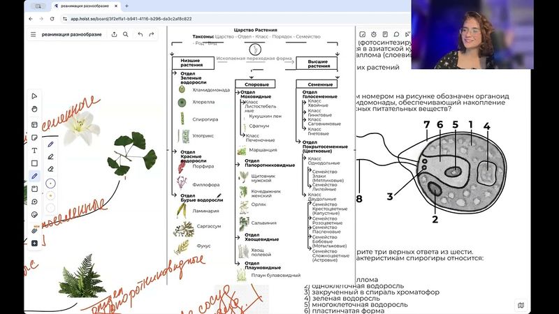 Разнообразие растений