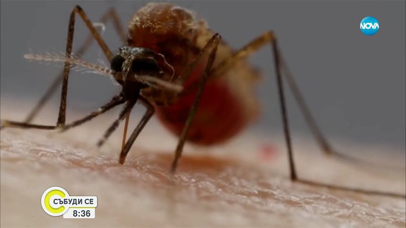 Банани и бира - магнит за комарите: Кои храни да консумираме и какви дрехи да носим?