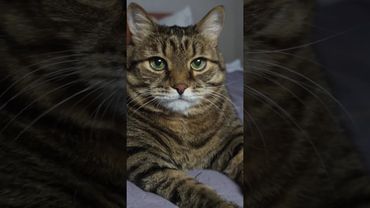 Эксперт кто он?🤔🙀🫢🤣 #cat #кот #юмор #котушка #приколы #цитаты #топ