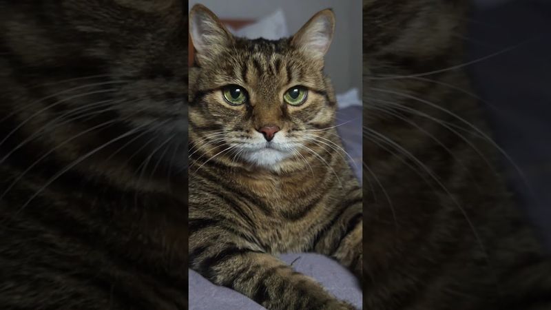 Эксперт кто он?🤔🙀🫢🤣 #cat #кот #юмор #котушка #приколы #цитаты #топ