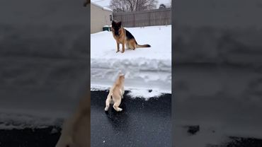 That’s so cute🥰😁 #animals