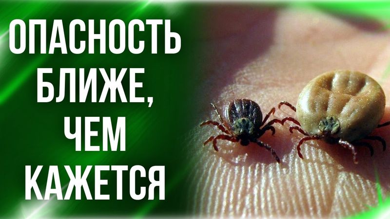 Куда пропали клещи при Советском Союзе