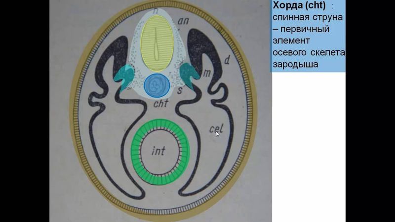 Строение и развитие осевого скелета
