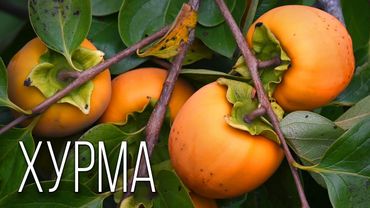 Хурма: Пища Богов | Интересные факты про хурму