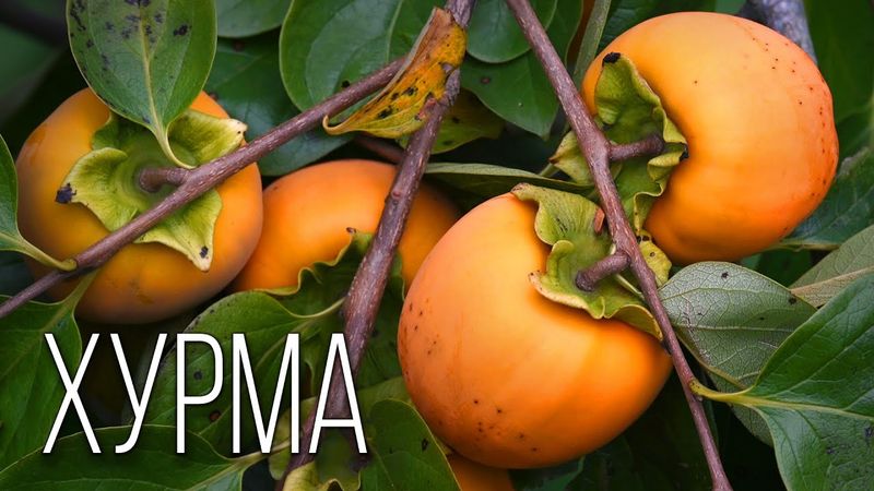 Хурма: Пища Богов | Интересные факты про хурму