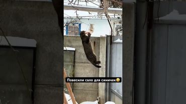 ОН СЛИШКОМ ЛЮБИТ КУШАТЬ🤣😁#кот #котик