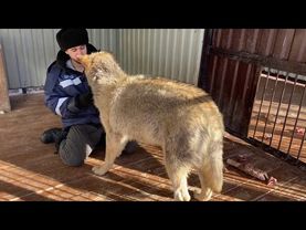 Якутский волк пытается сломать меня. Волки хотели устроить побег из вольеров.