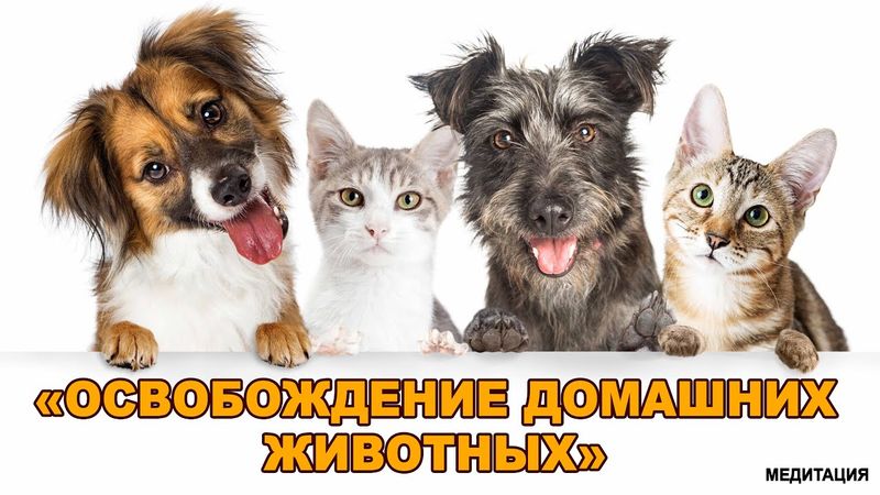 БЕСПЛАТНАЯ МЕДИТАЦИЯ "ОСВОБОЖДЕНИЕ ДОМАШНИХ ЖИВОТНЫХ"