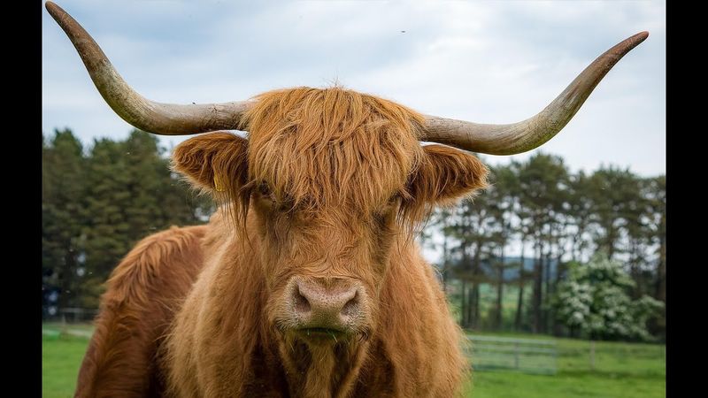 The Scottish Highlands