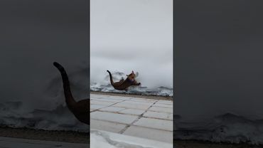 Первая прогулка зимой. Хватило 5 минут )