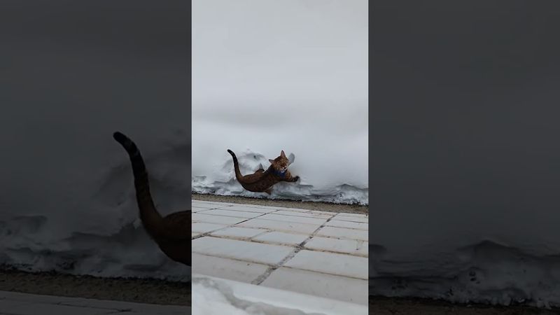 Первая прогулка зимой. Хватило 5 минут )