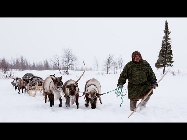 Суровая жизнь в Тундре
