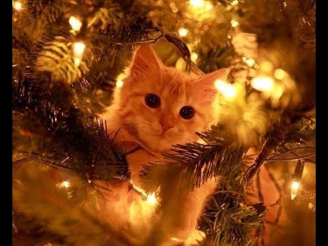 😺 Gatti contro le feste! 🐈 Video divertenti di gatti per risollevarti il ​​morale! 😻