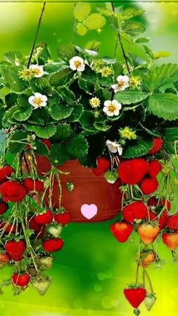 ###С первым днëм июля! ☀🌼☀🌼☀###МнеМалиново