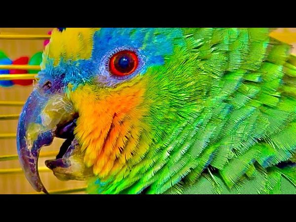 Я НЕ УСТОЯЛА! Гоша сидит такой грустный, одинокий….вообще понесла его к любимой)))